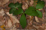 Clustered blacksnakeroot